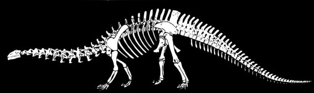 bones brontosaurus dinosaur