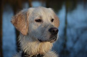 portrait of a golden retriever in the winter forest
