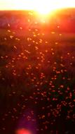 Mosquito Swarm red sun