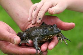 touch the dirty toad