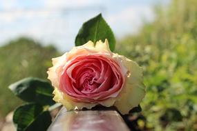 stop teen abuse White Pink rose