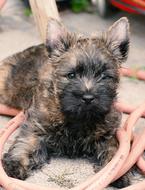 Puppy of Cairn Terrier