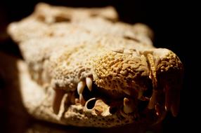 Crocodile Reptile Bone head
