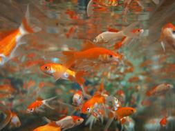Goldfish Aquarium orange