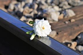 Stop Children Suicide white flower