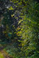 Dance of Mosquitoes