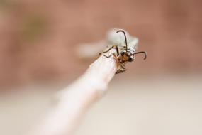 macro picture of ant lion insect on branch