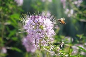 Bee Insect and Entomology flowers