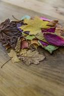 dry Autumn Foliage colors