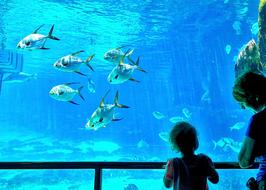 Fish Tanks View child