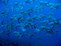 School Of Permits Ocean blue