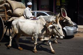 Cow Indian Transport