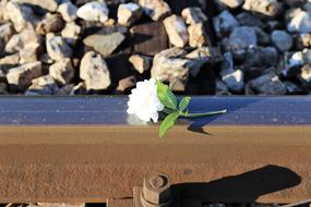 white flower lies on the rail