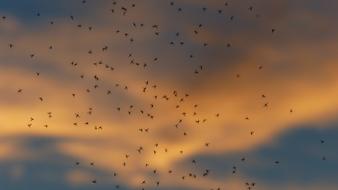 Dance Schools Mosquitoes