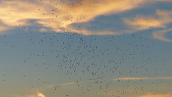 swarming flock of birds