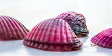 pink Shells Sea