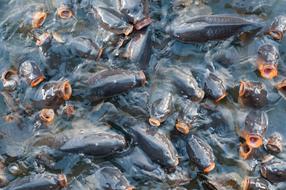 a lot of carp fish in the pond