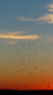 lot of Dancing Mosquitoes at sunset sky