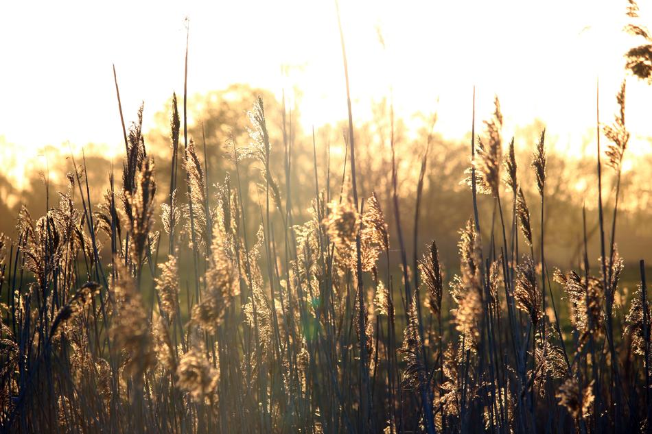 reeds on the shore in the warm sun, elbe