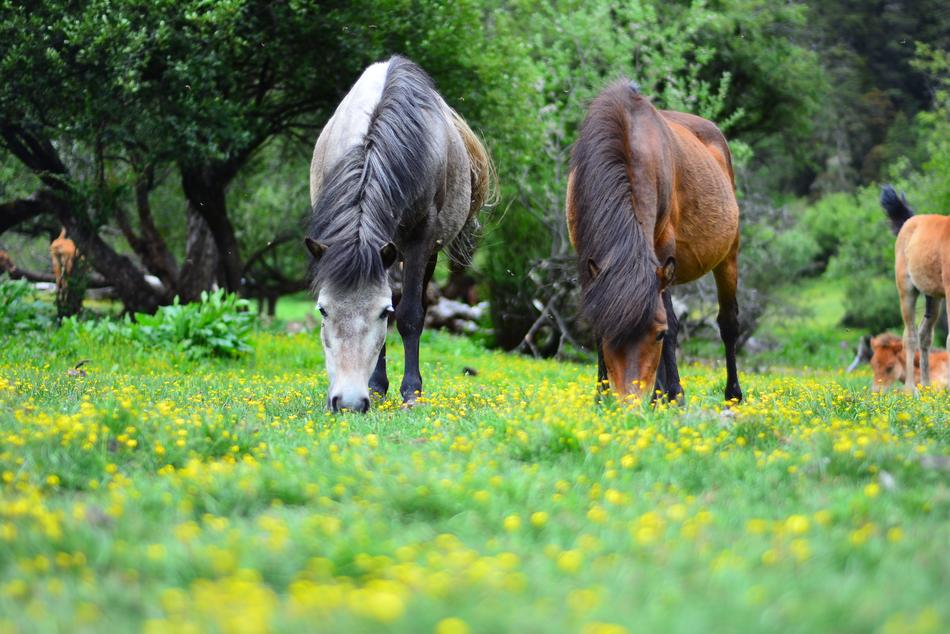 The Scenery Shangri-LaS horse