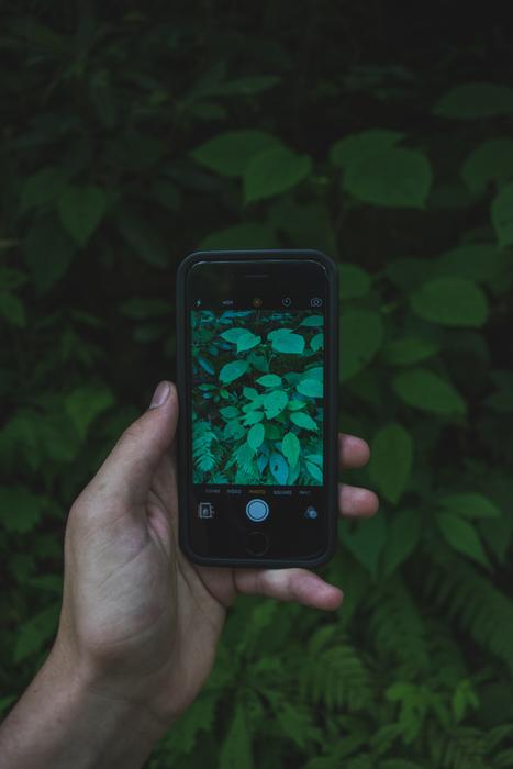 green plant on the screen of a black smartphone in hand