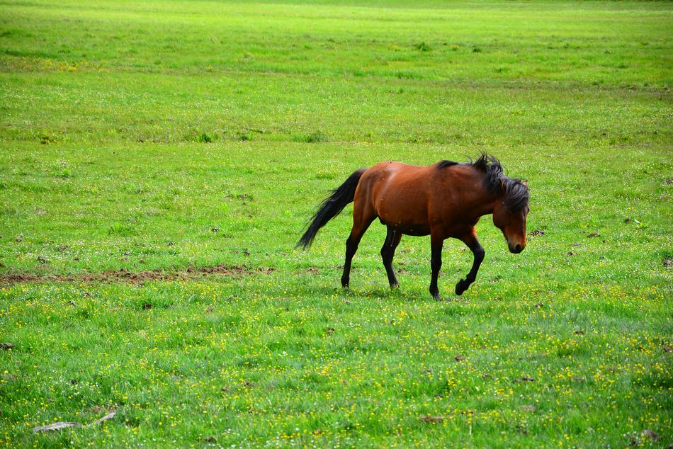 brown horse in the pasture in pudacuo park