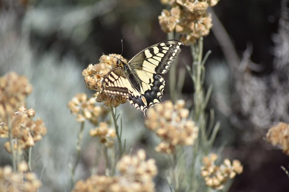 butterfly Swallowtail Papilio