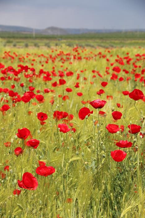 Beautiful field with red Papaver Rhoeas flowers, among the colorful grass, near the mountains