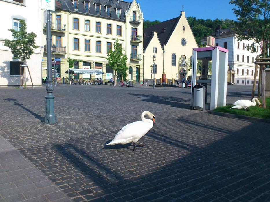 Swans Bird on street in city