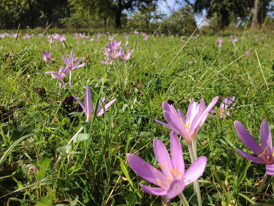 Flower Meadow Autumn