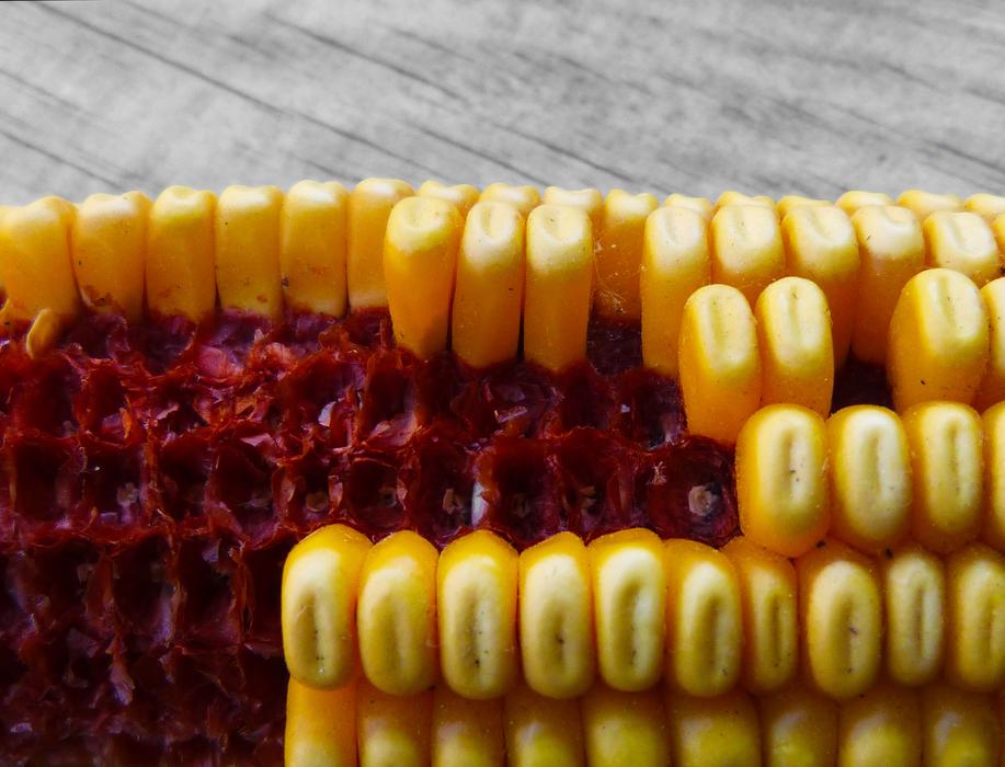 Corn Panocha Contrast