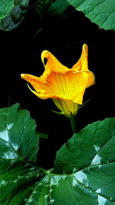 Gourd Yellow Flower in garden