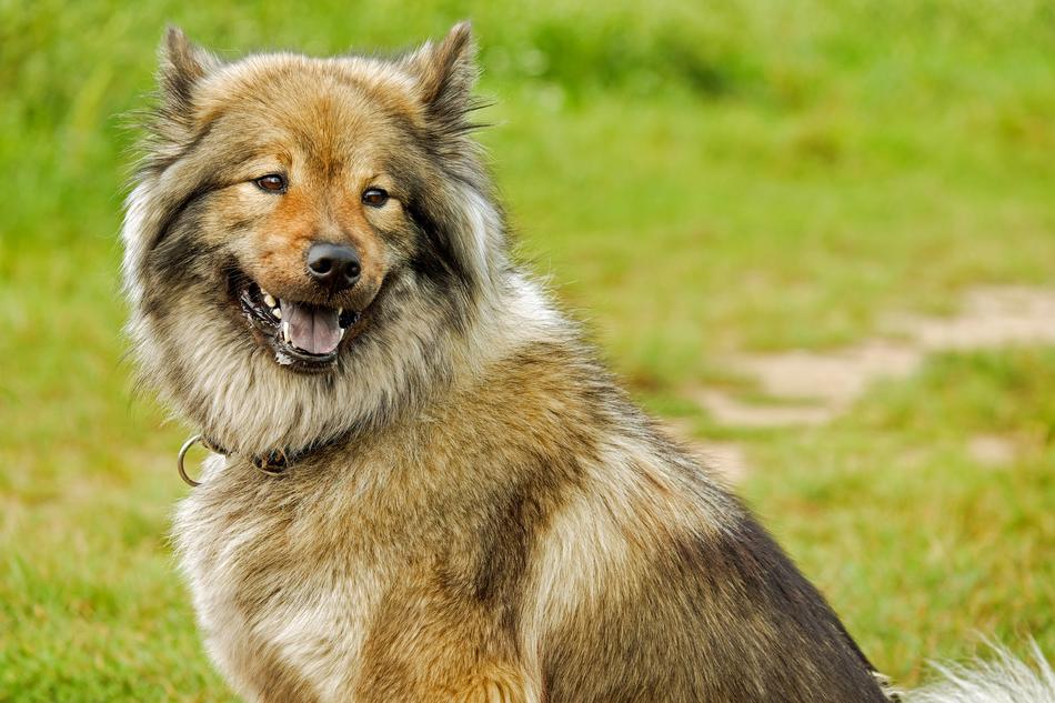 Eurasians Spitz-Like
