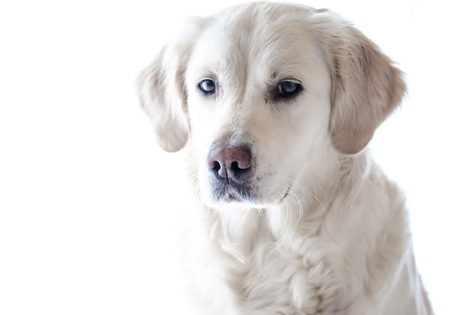 nice white Dog