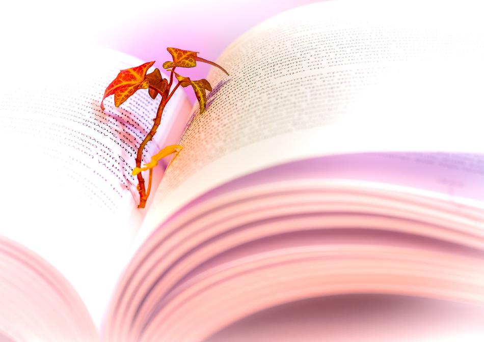 Book pink page