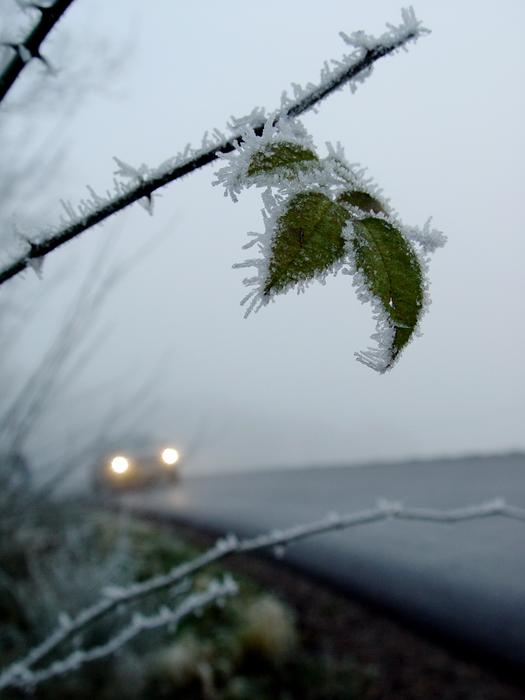 frosted twigs in front of slippery road in mist