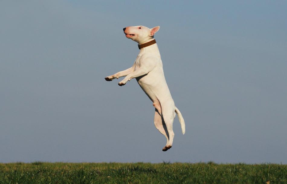 Dog Training white