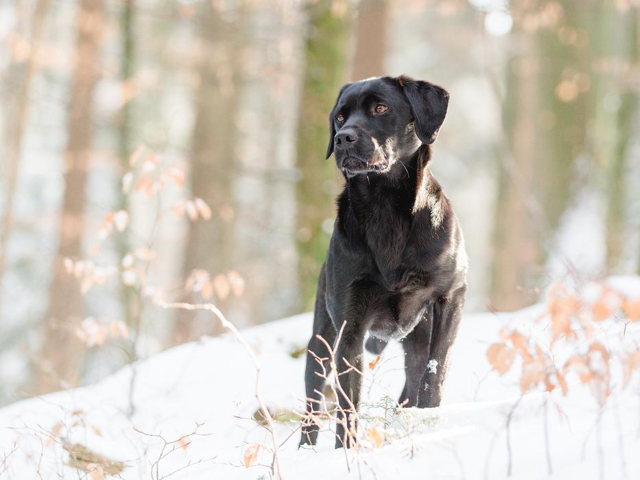 Labrador Nature Obedience