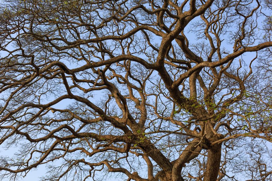 Dry Tree MÃ¹athu blue sky