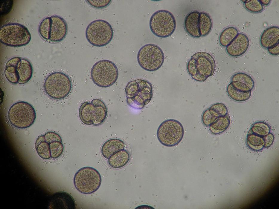 Microscope Sea Egg