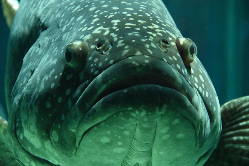 face of predator Fish in green Aquarium, Epinephelus