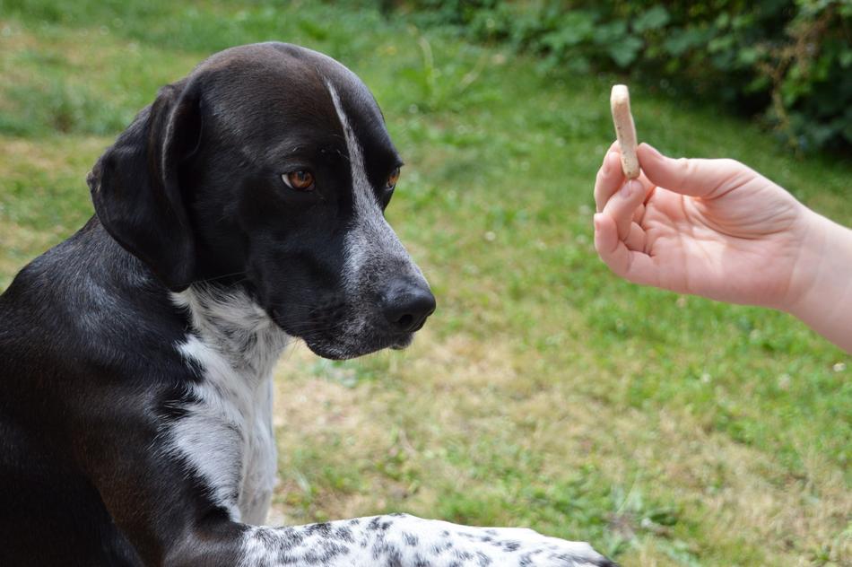 Dog Hunting Dressage hand