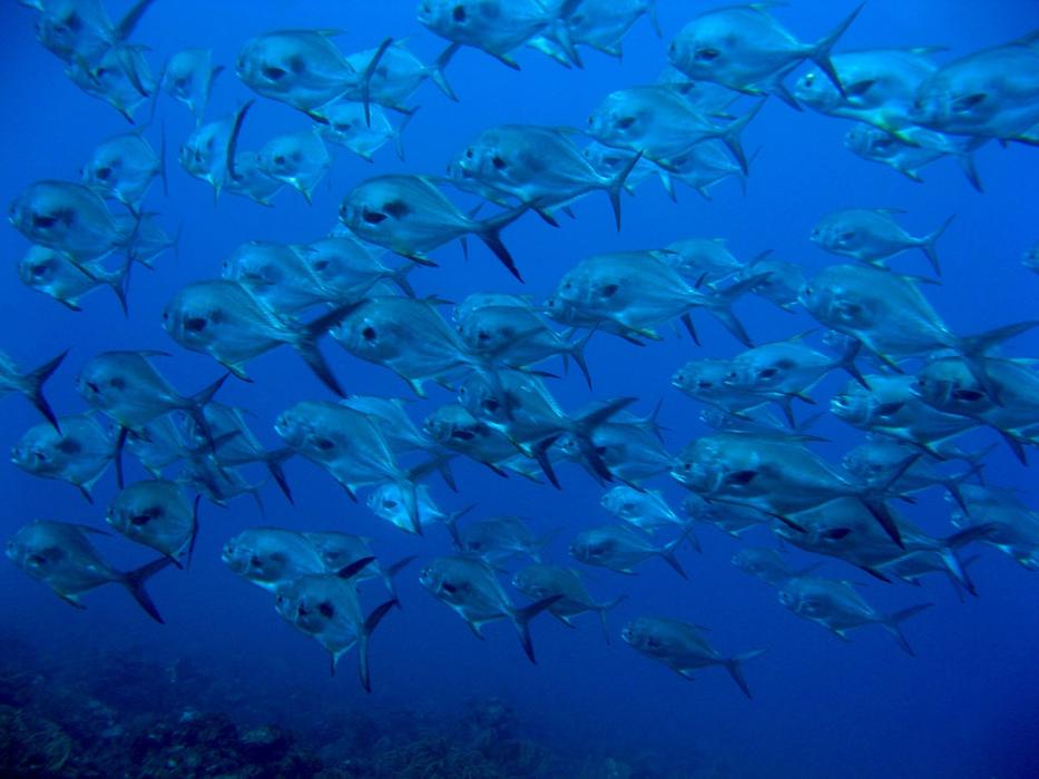 School Of Permits Ocean blue