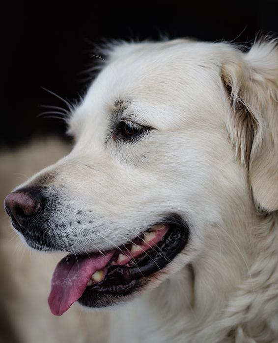 photo of a labrador with his tongue hanging out