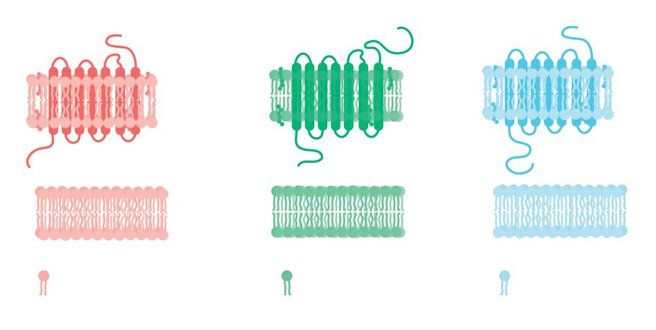 cell membrane receptor science drawing