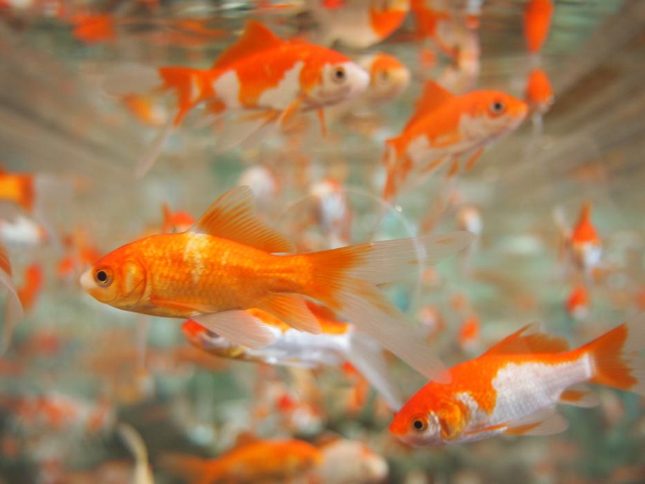 small orange fish in aquarium