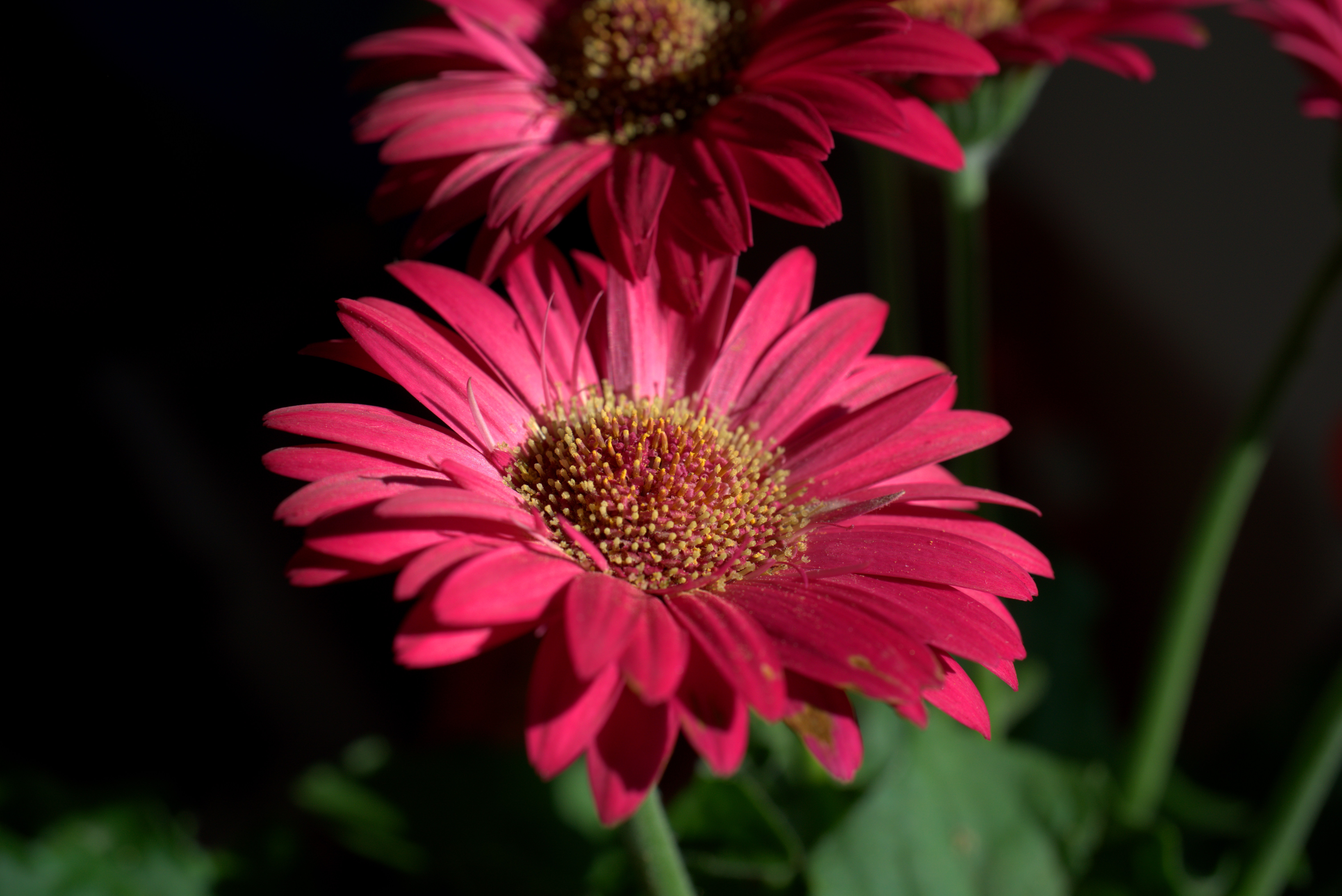 Nice Gerbera Flower free image