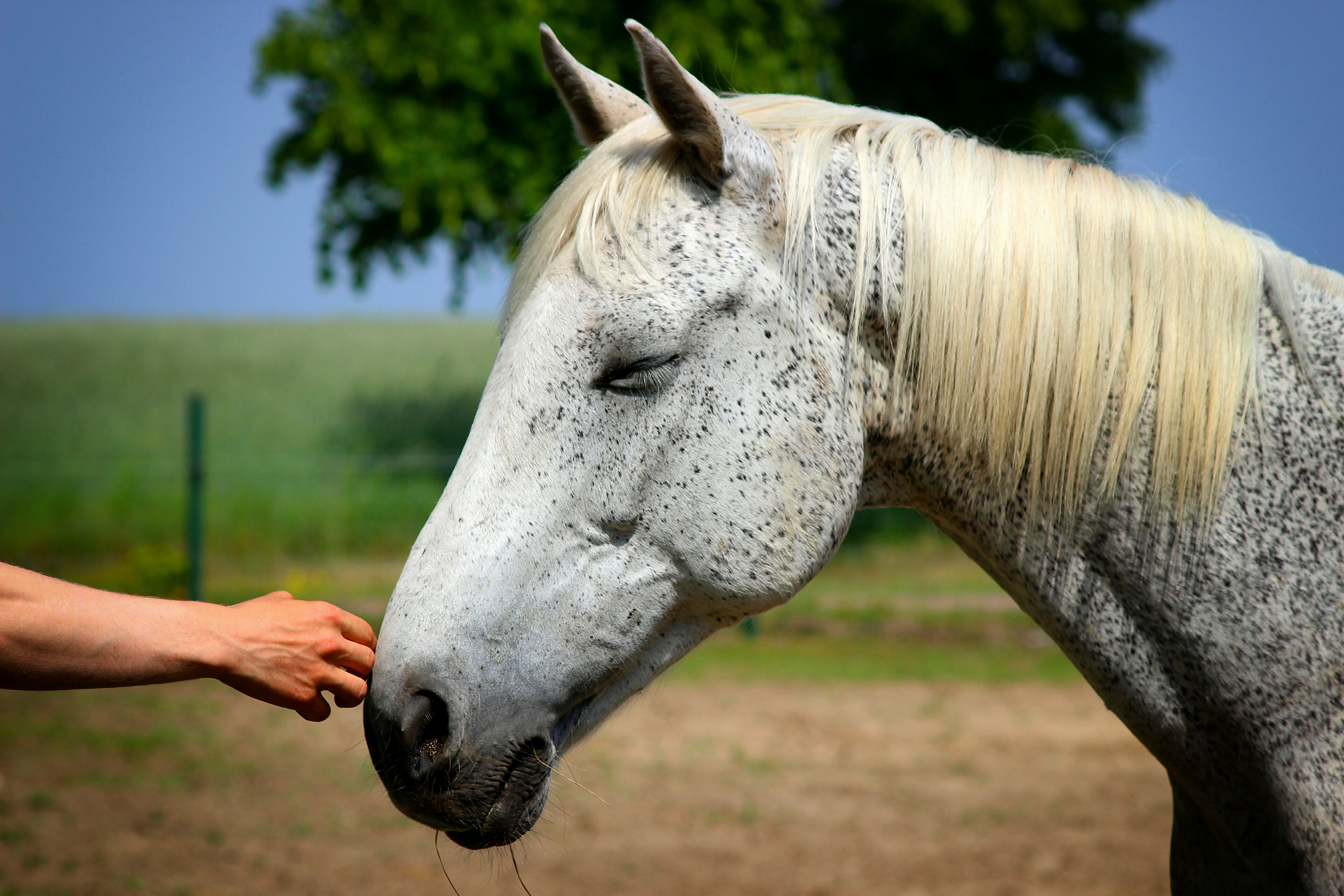 фото морды белой лошади