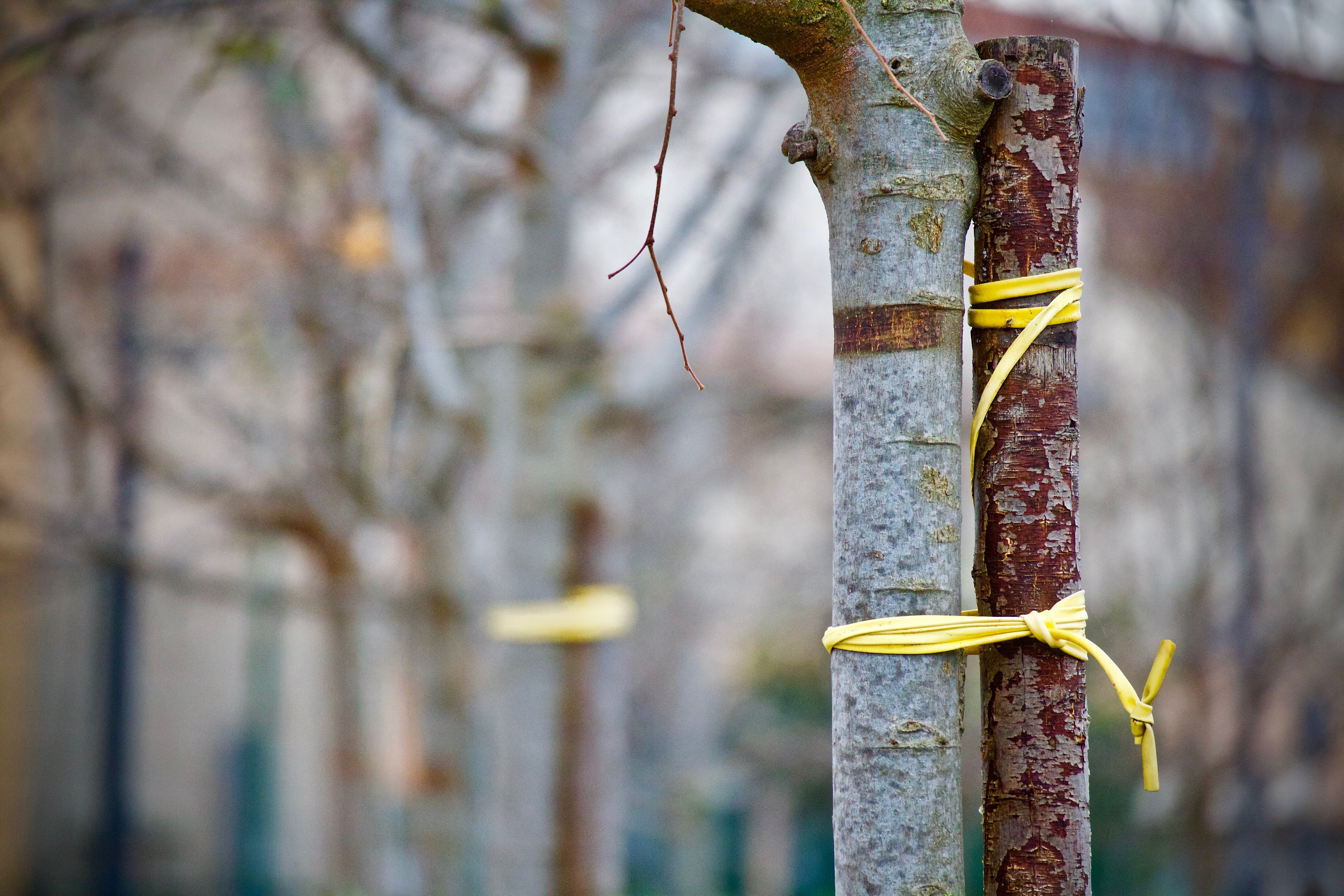 Сайт tree. Дерево ссылок. Дерево Сноска. Защита дерева от зимы картинка. Щупа на дереве зима.