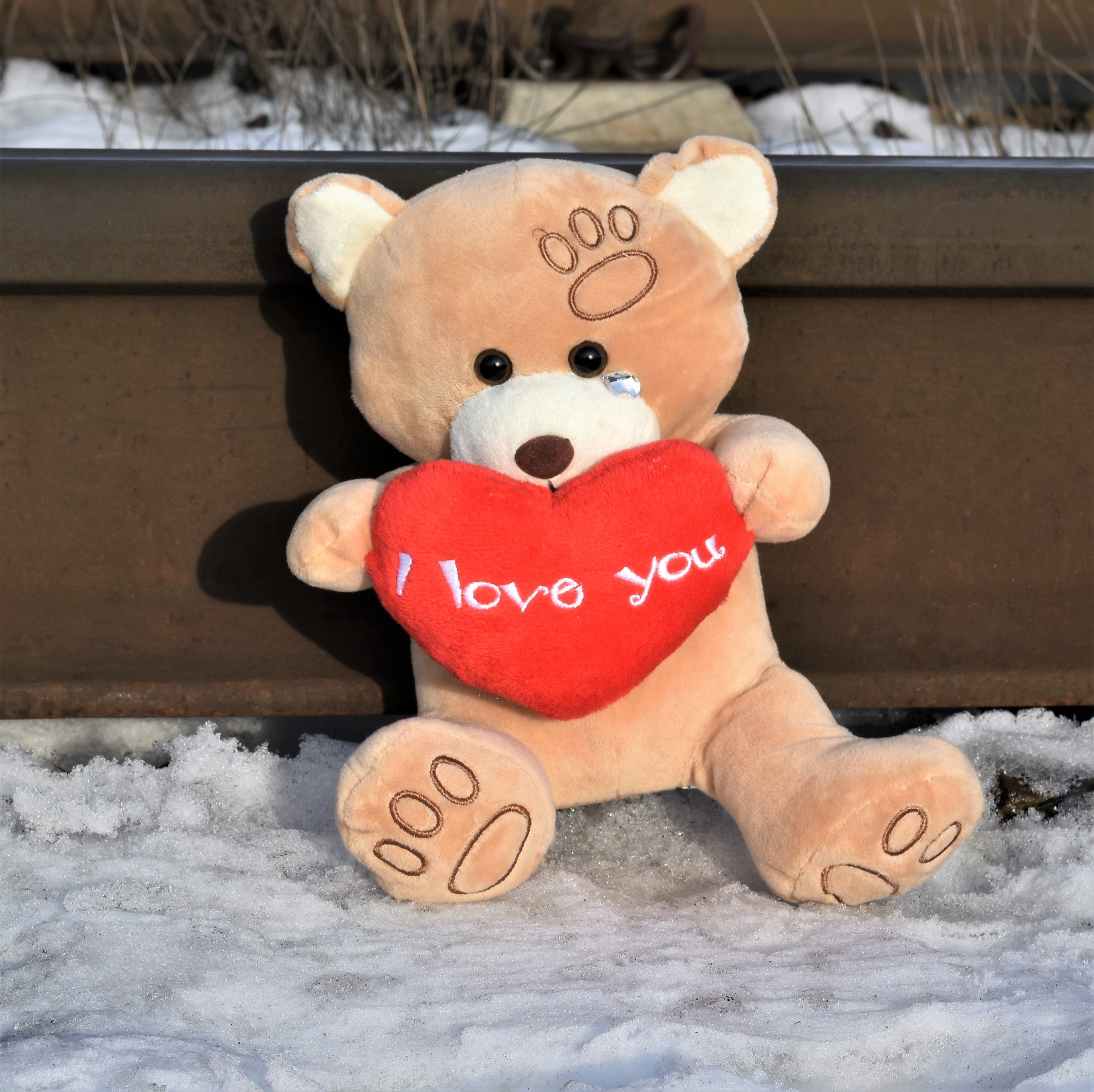 Photo of Teddy Bear Crying Stop Youth free image download